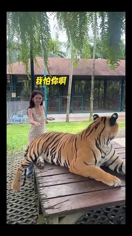 你别说，美娜的胆子还挺大，连老虎的屁股都敢摸